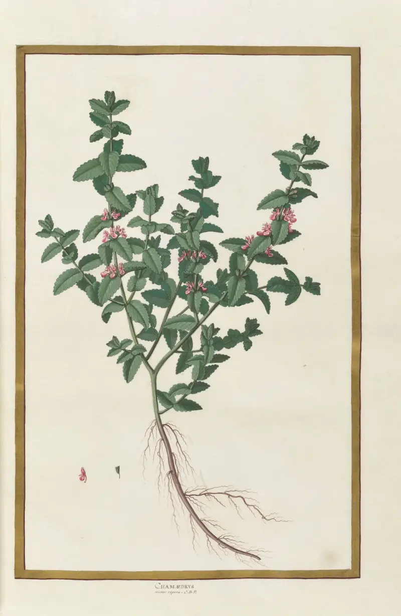 Fjärilar, växter, blommor och djur målade av Aubriet, pl. 14 av Claude Aubriet