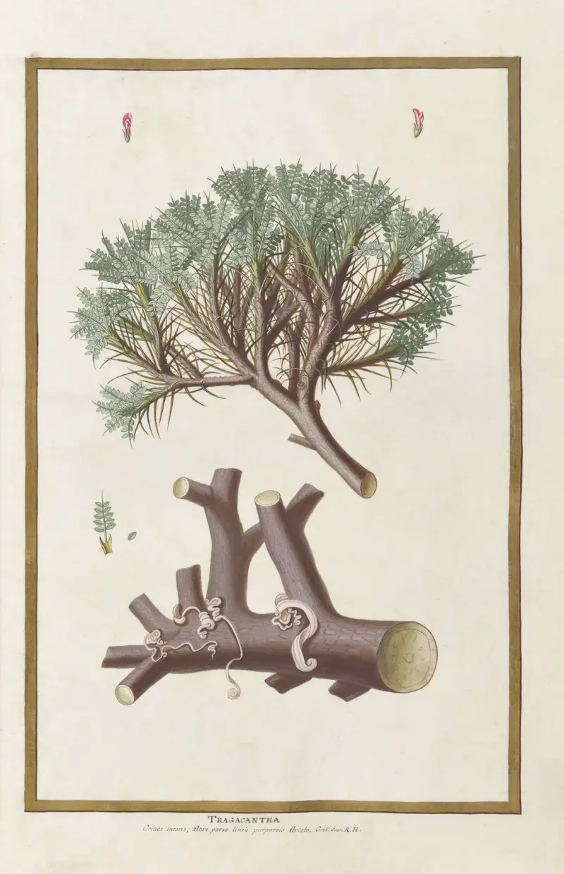 Fjärilar, växter, blommor och djur, målade av Aubriet, pl. 15 av Claude Aubriet
