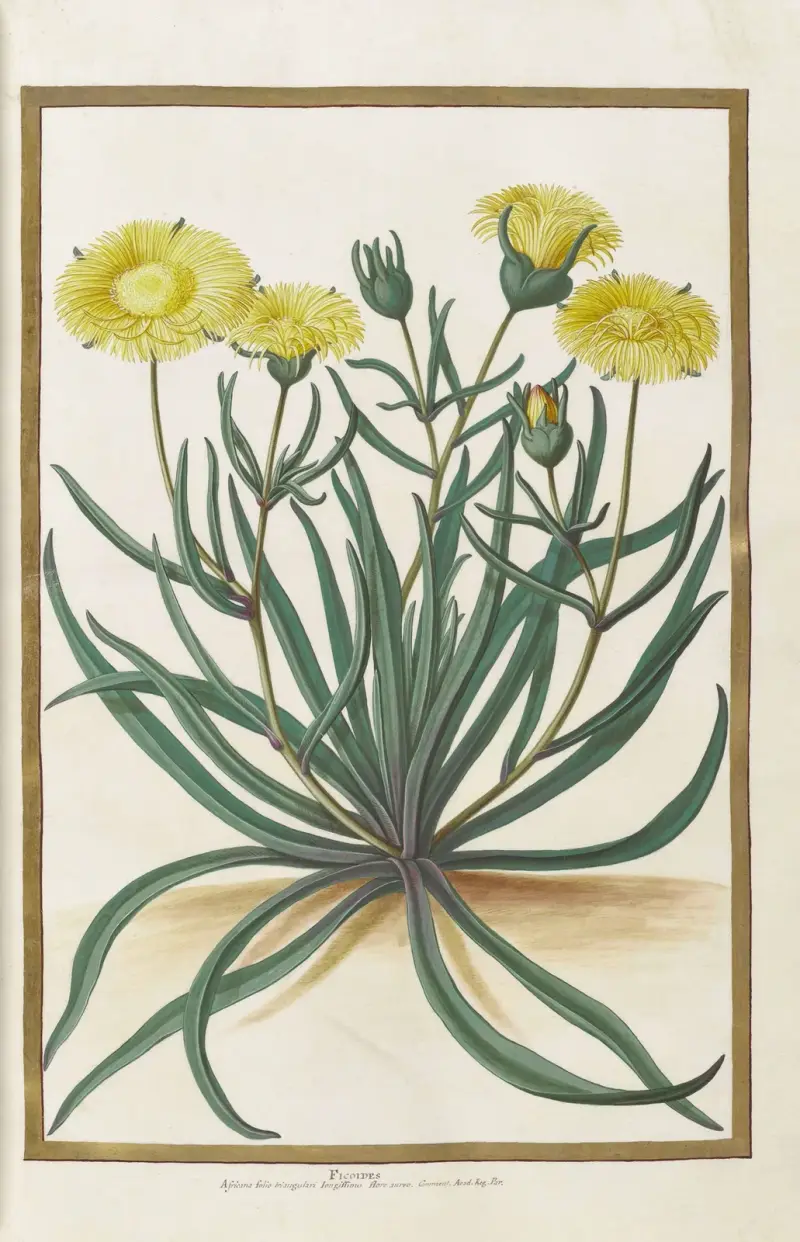 Fjärilar, växter, blommor och djur, målade av Aubriet, pl. 16 av Claude Aubriet
