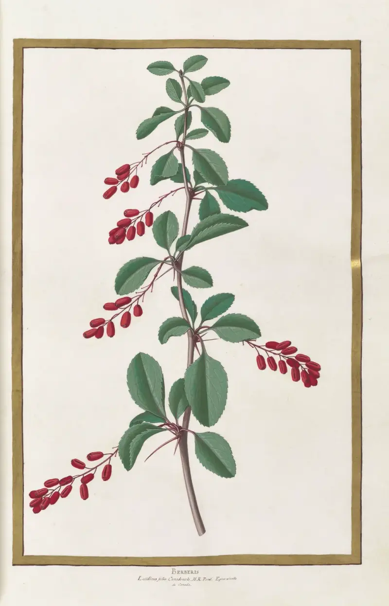 Papillons, plantes fleurs et animaux, peints par Aubriet Pl.18 av Claude Aubriet