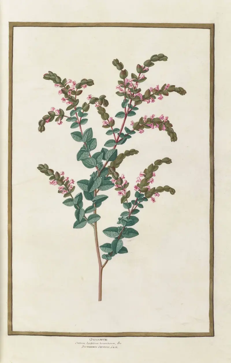 Papillons, plantes fleurs et animaux, peints par Aubriet Pl.20 av Claude Aubriet