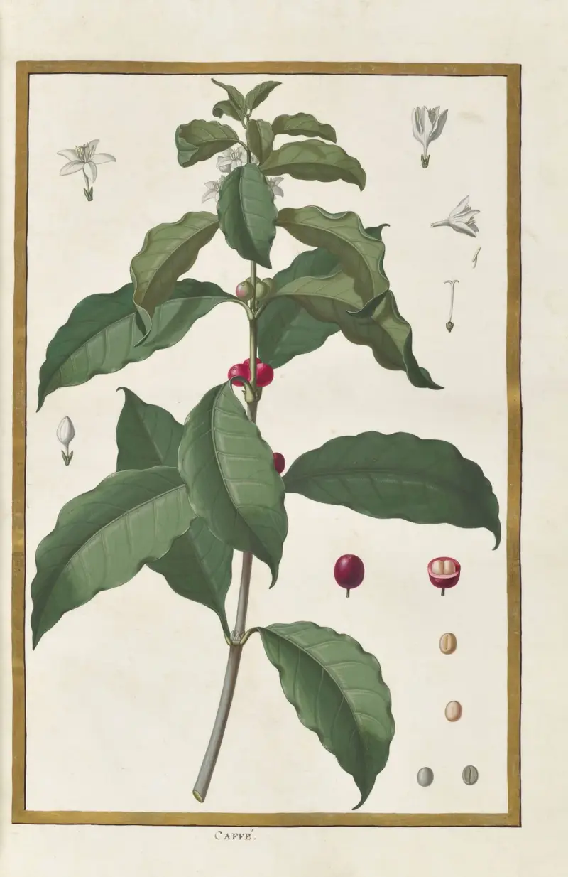 Fjärilar, växter och djur, målade av Aubriet, pl. 23 av Claude Aubriet