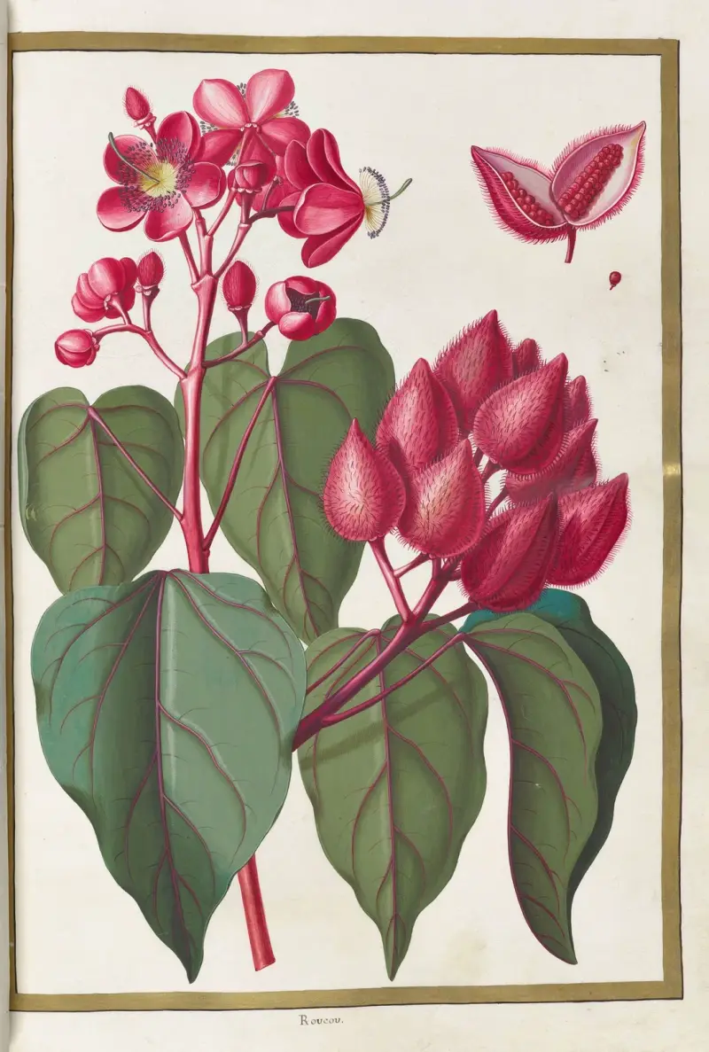 Schmetterlinge, Pflanzen, Blumen und Tiere, gemalt von Aubriet Tafel 24 von Claude Aubriet