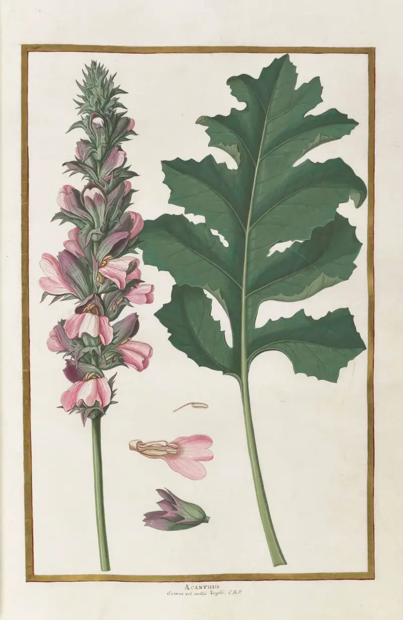 Motyle, rośliny, kwiaty i zwierzęta malowane przez Aubrieta, tabl. 25, Claude Aubriet