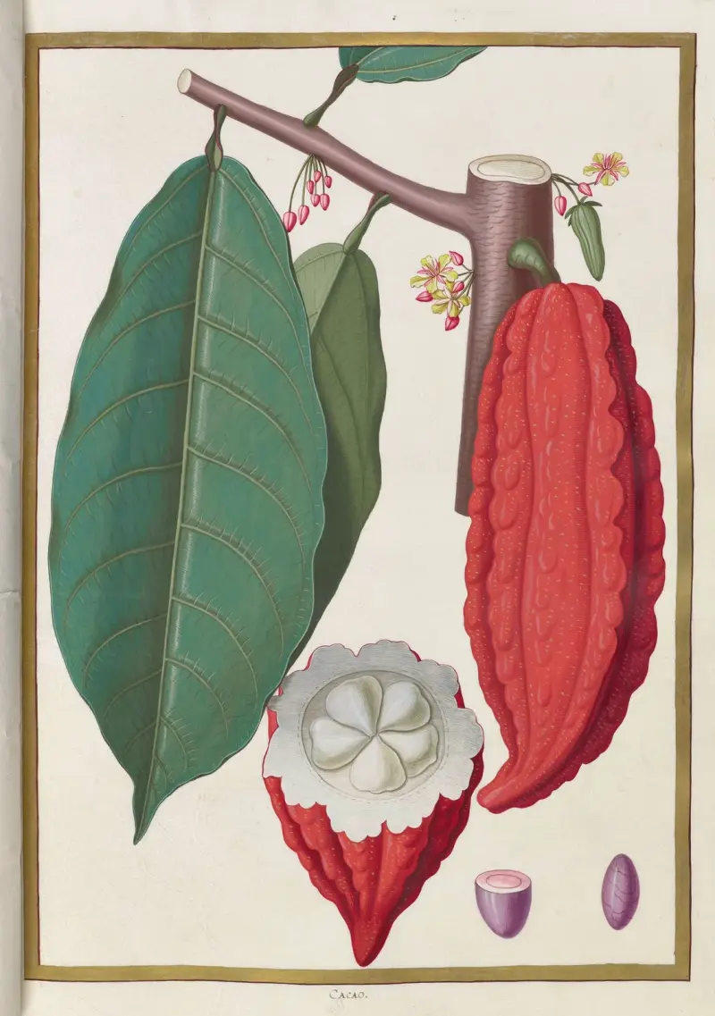 Papillons, plantes fleurs et animaux, peints par Aubriet Pl.28 av Claude Aubriet