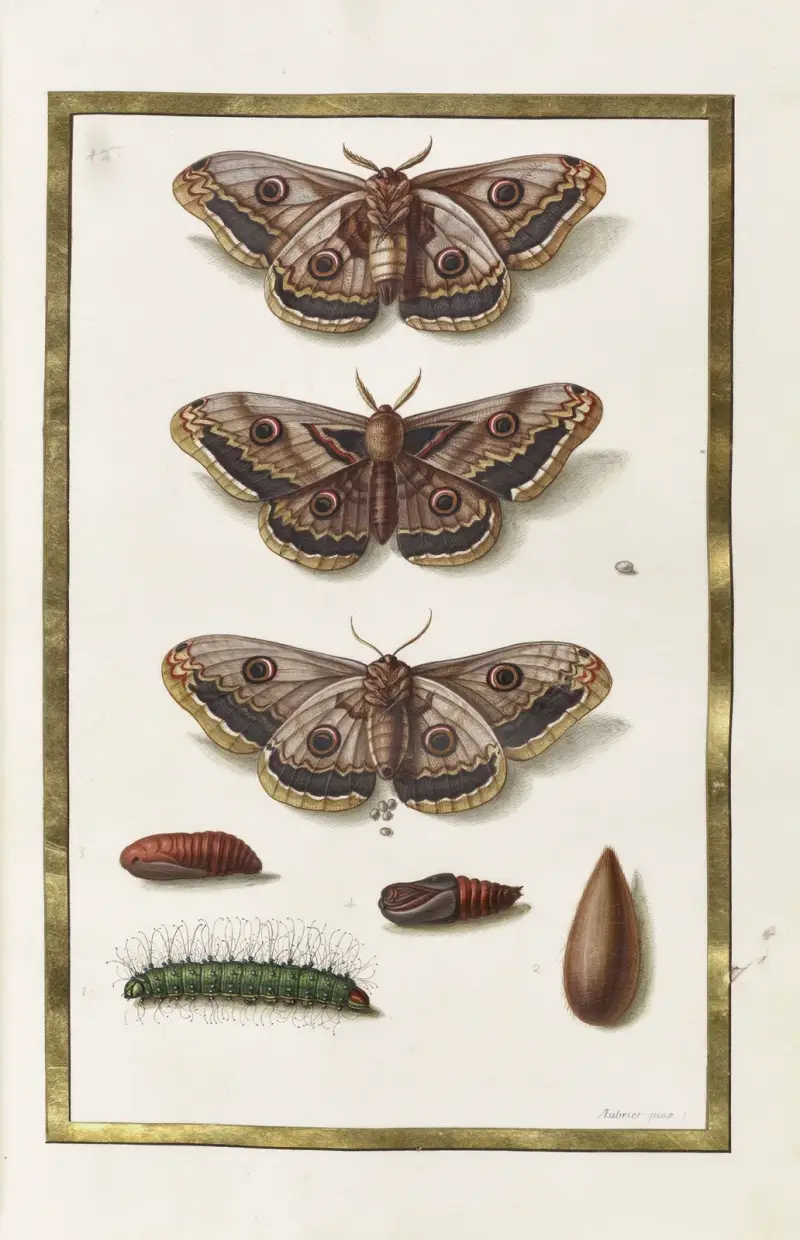 Papillons, plantes fleurs et animaux, peints par Aubriet Pl.29 av Claude Aubriet