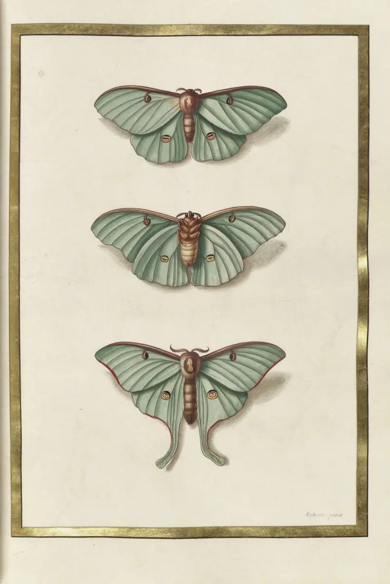 Fjärilar, växter, blommor och djur, målade av Aubriet Pl.30 av Claude Aubriet