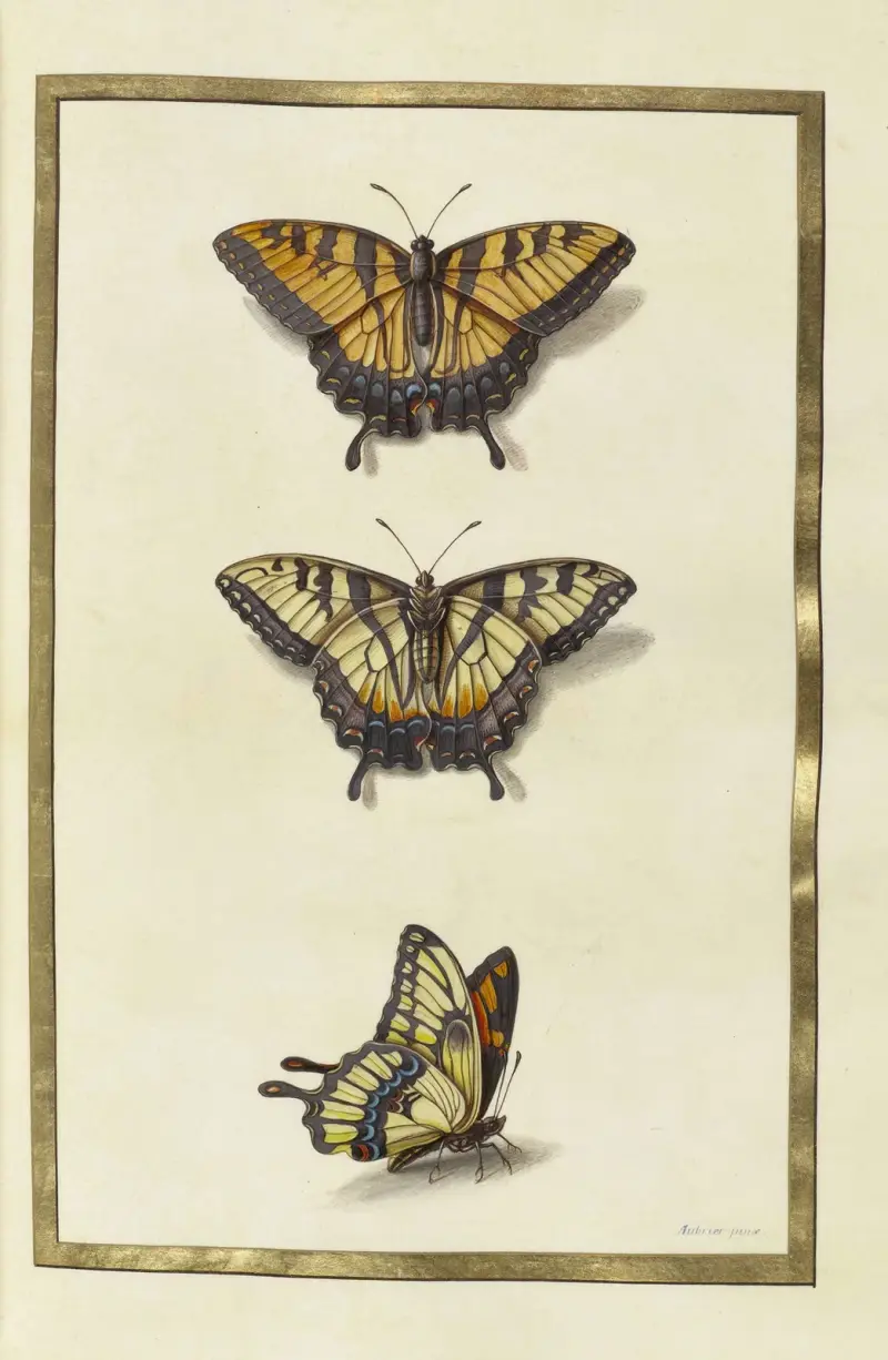 Papillons, plantes fleurs et animaux, peints par Aubriet Pl.31 av Claude Aubriet