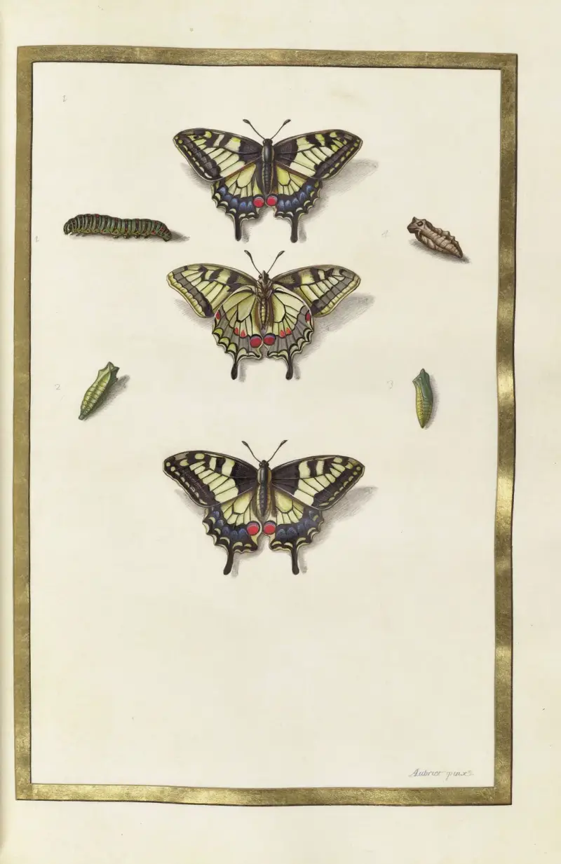 Papillons, plantes fleurs et animaux, peints par Aubriet Pl.32 av Claude Aubriet