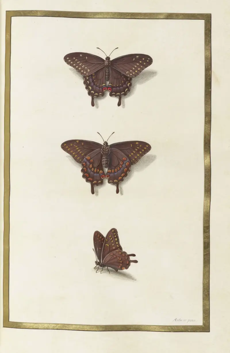 Papillons, plantes fleurs et animaux, peints par Aubriet Pl.33 av Claude Aubriet