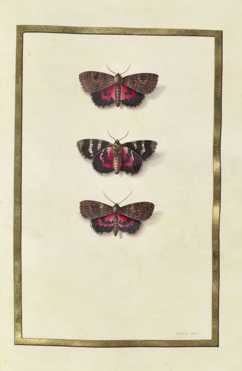 Fjärilar, växter, blommor och djur, målade av Aubriet, pl. 35 av Claude Aubriet