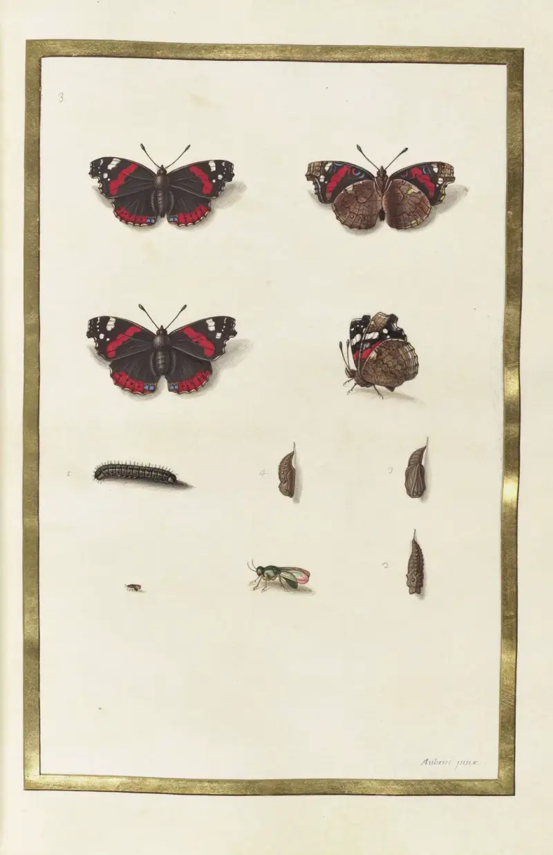 Papillons, plantes fleurs et animaux, peints par Aubriet Pl.36 av Claude Aubriet