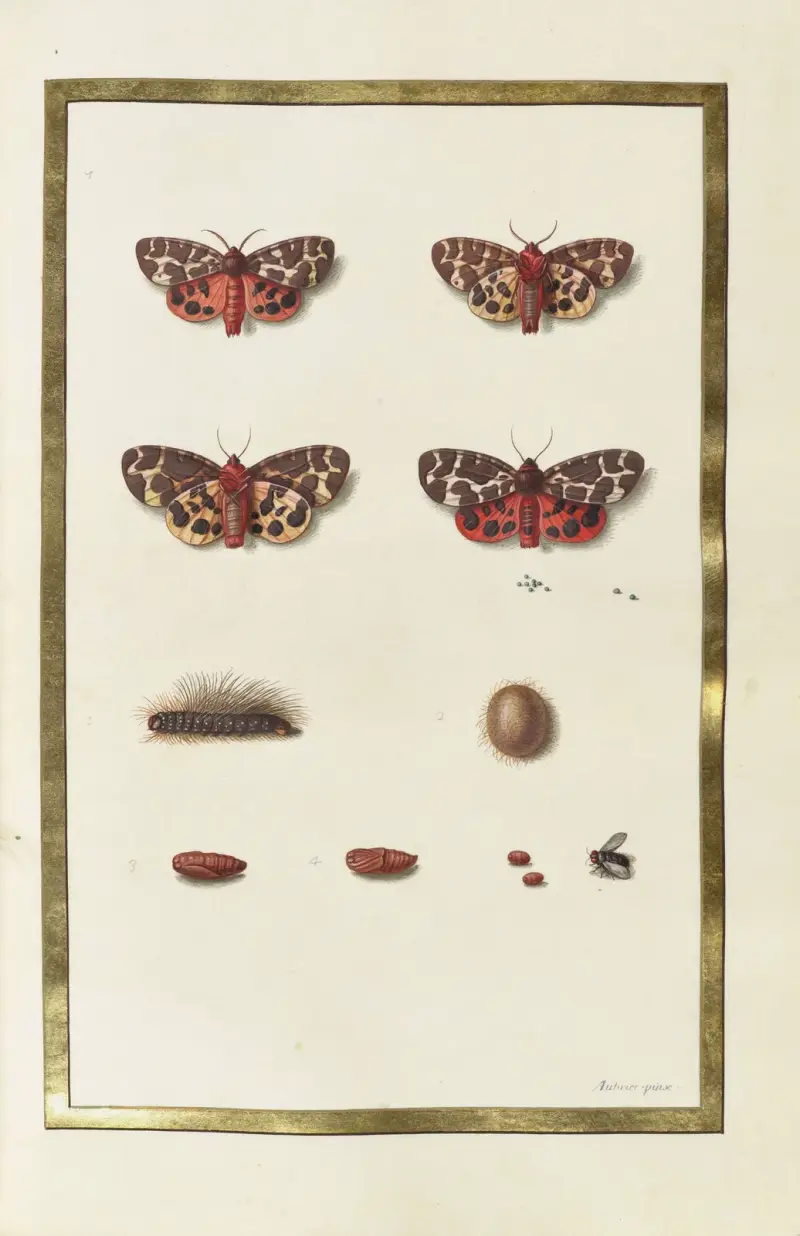 Fjärilar, växter, blommor och djur målade av Aubriet, pl. 37 av Claude Aubriet