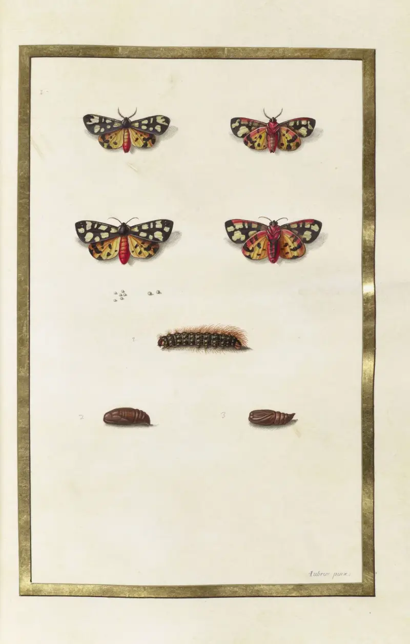 Fjärilar, växter och djur, målade av Aubriet Pl.38 av Claude Aubriet