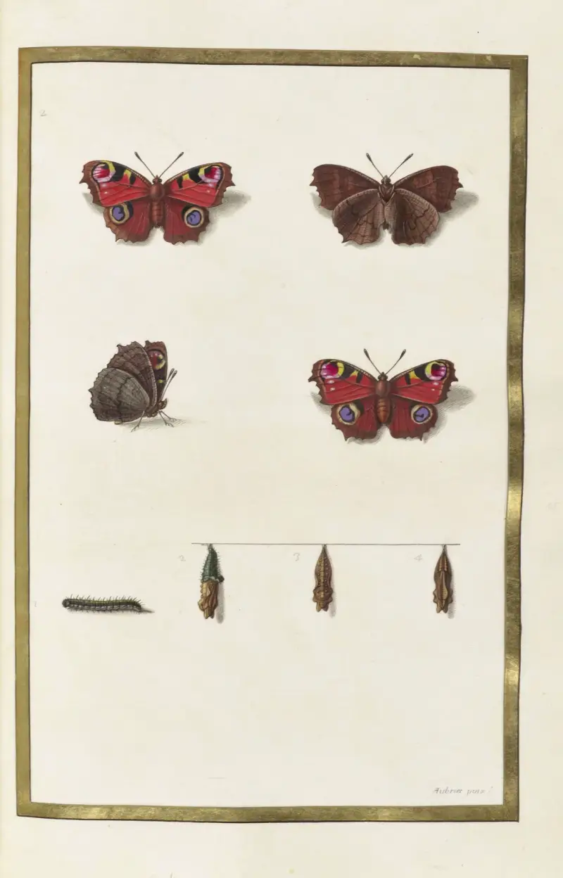 Fjärilar, växter, blommor och djur, målade av Aubriet, pl. 39 av Claude Aubriet