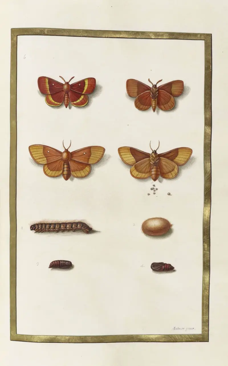 Fjärilar, växter, blommor och djur, målade av Aubriet, pl. 43 av Claude Aubriet
