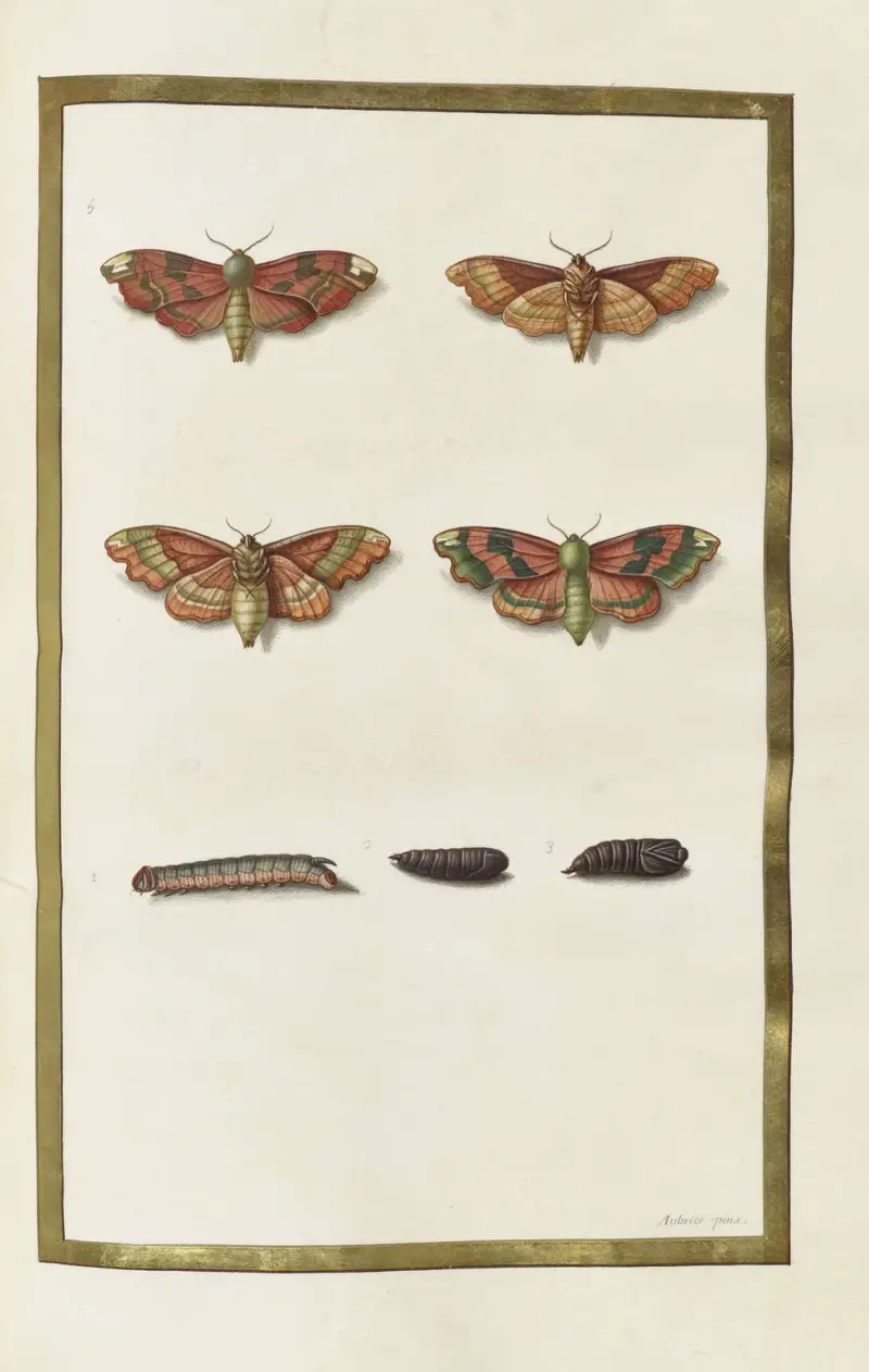 Papillons, plantes fleurs et animaux, peints par Aubriet Pl.44 av Claude Aubriet