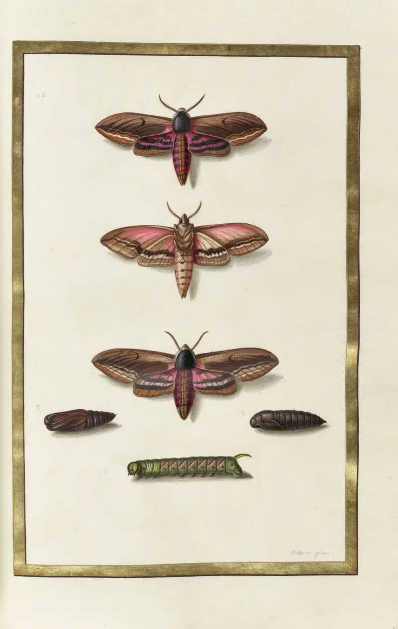Fjärilar, växter, blommor och djur, målade av Aubriet, pl. 45 av Claude Aubriet