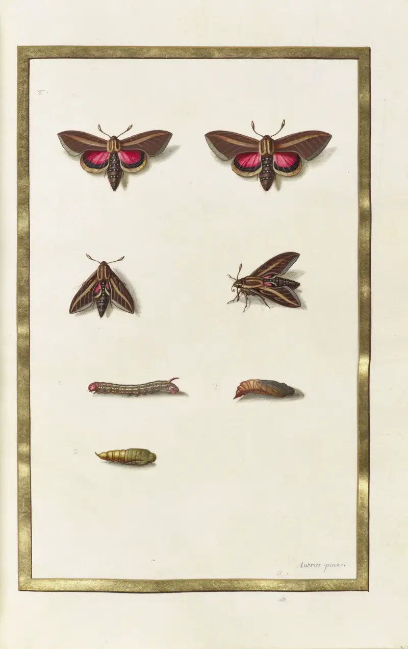 Fjärilar, växter och djur, målade av Aubriet, plansch 46 av Claude Aubriet