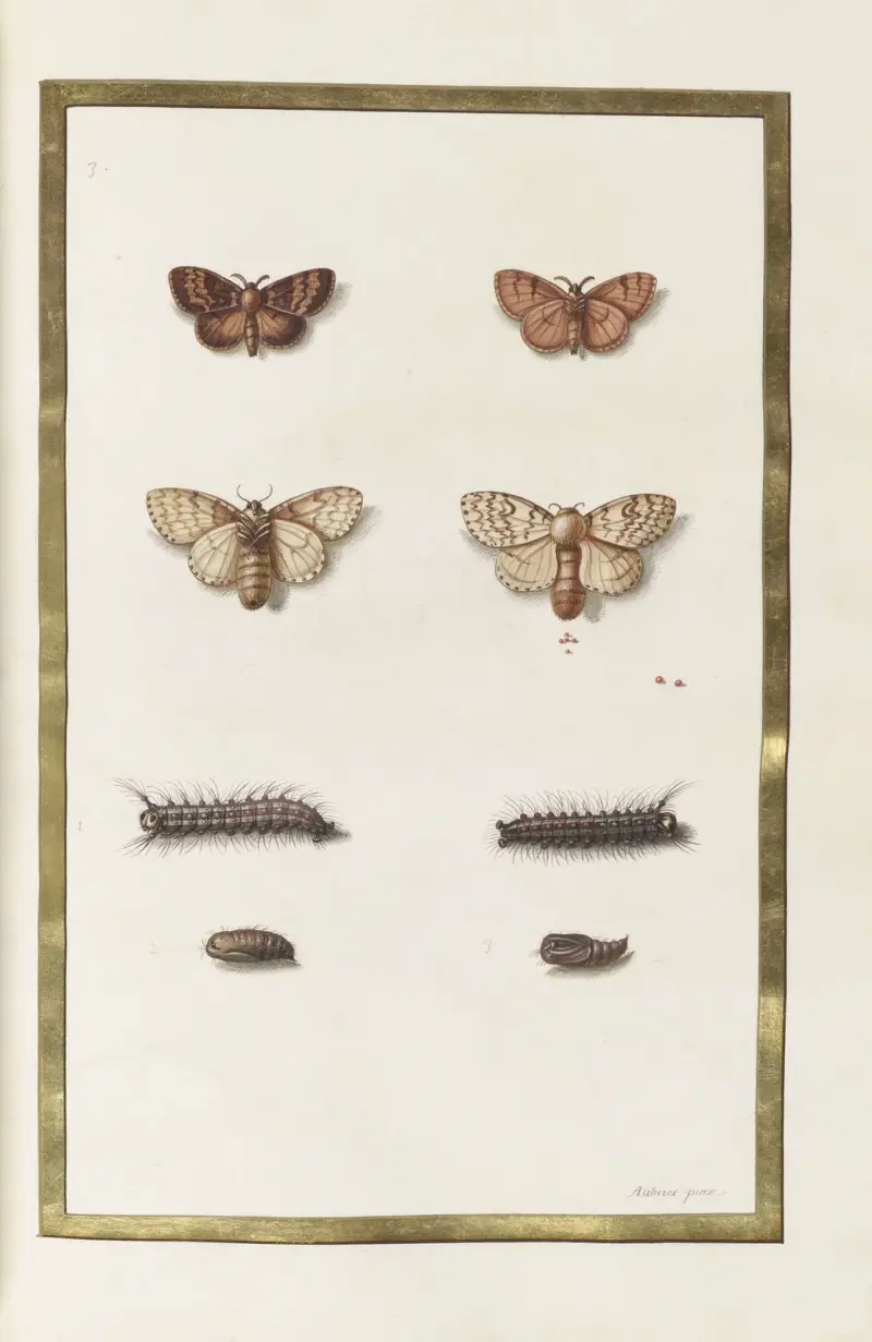 Papillons, plantes fleurs et animaux, peints par Aubriet Pl.47 av Claude Aubriet