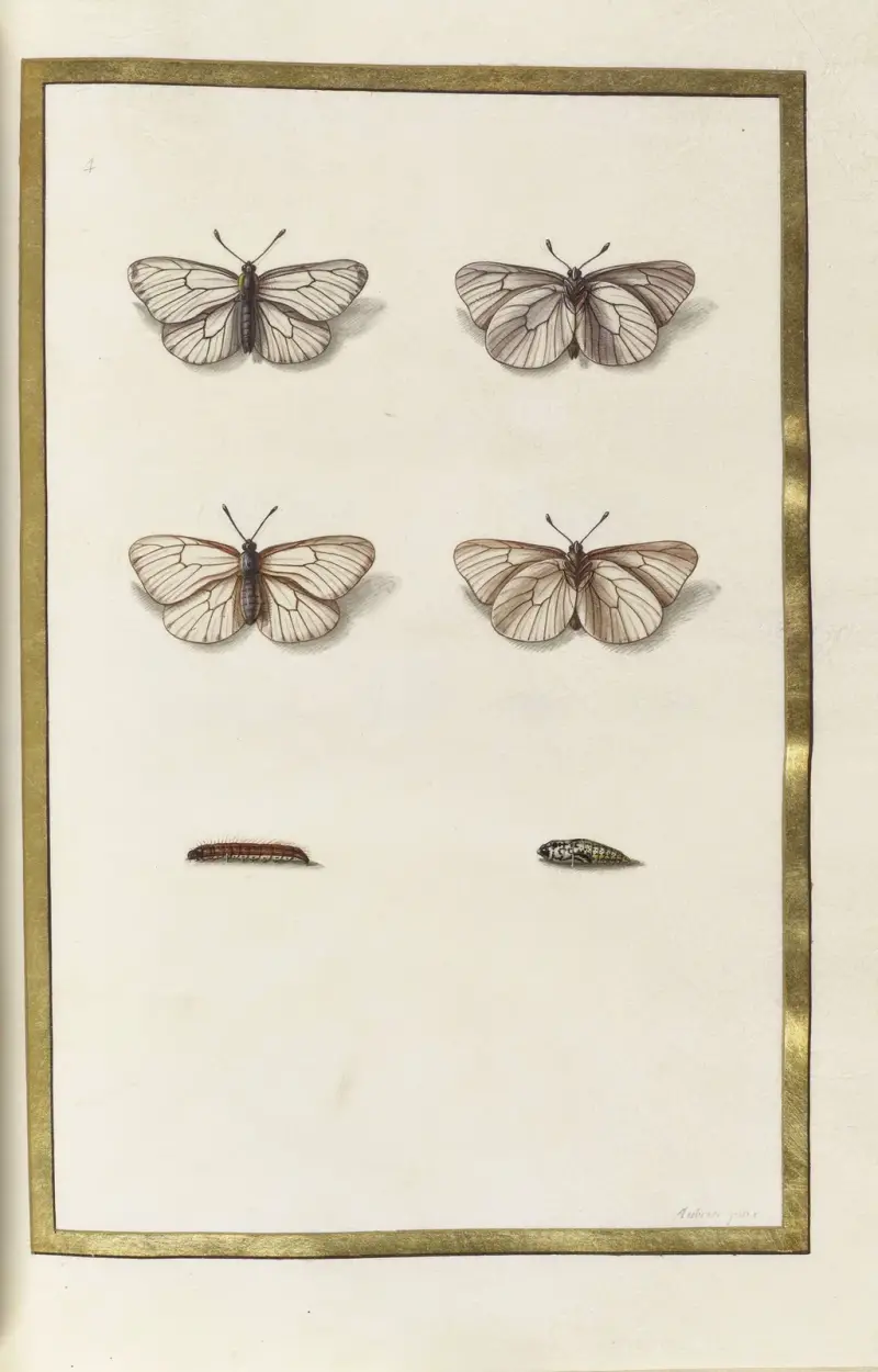 Papillons, plantes fleurs et animaux, peints par Aubriet Pl.48 av Claude Aubriet