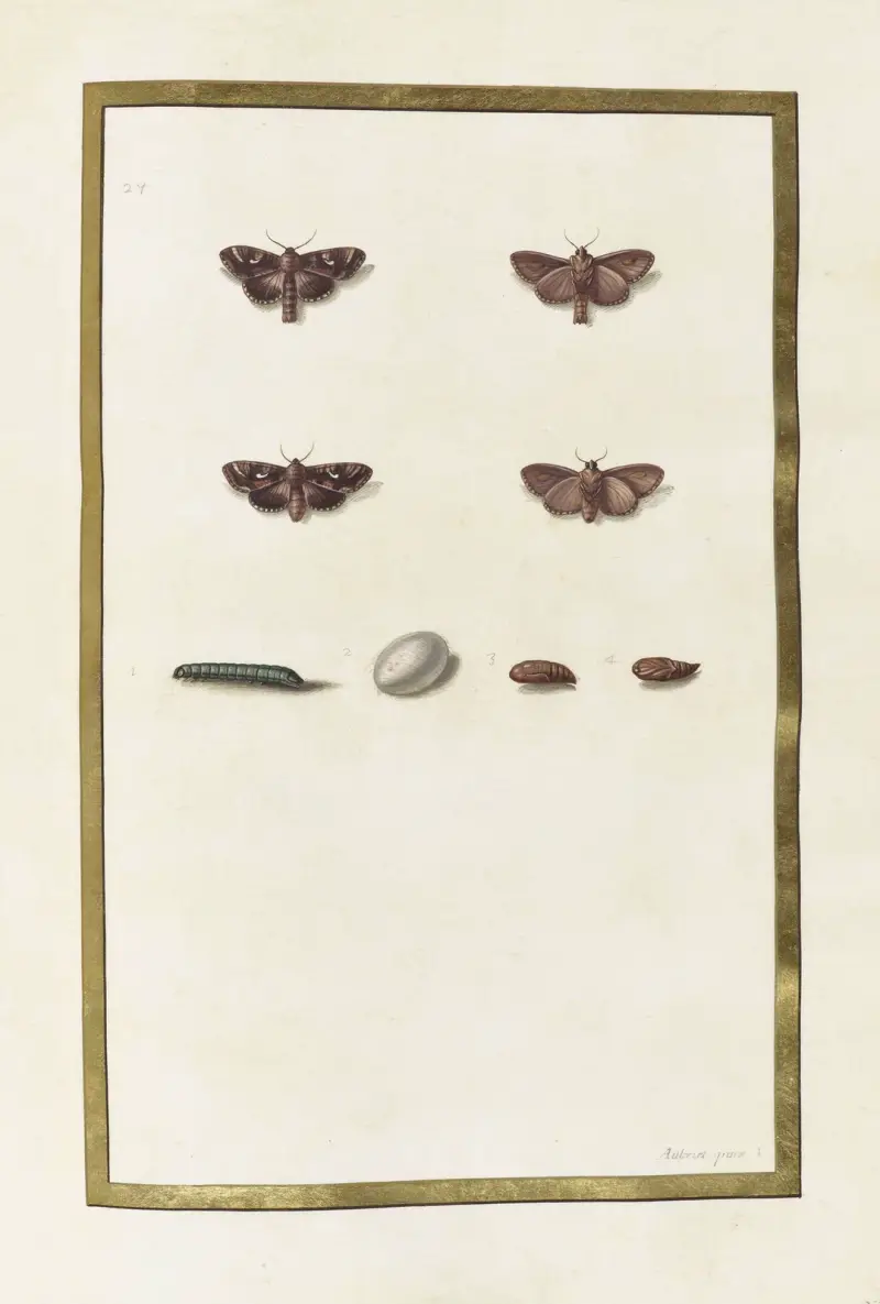 Papillons, plantes fleurs et animaux, peints par Aubriet Pl.49 av Claude Aubriet