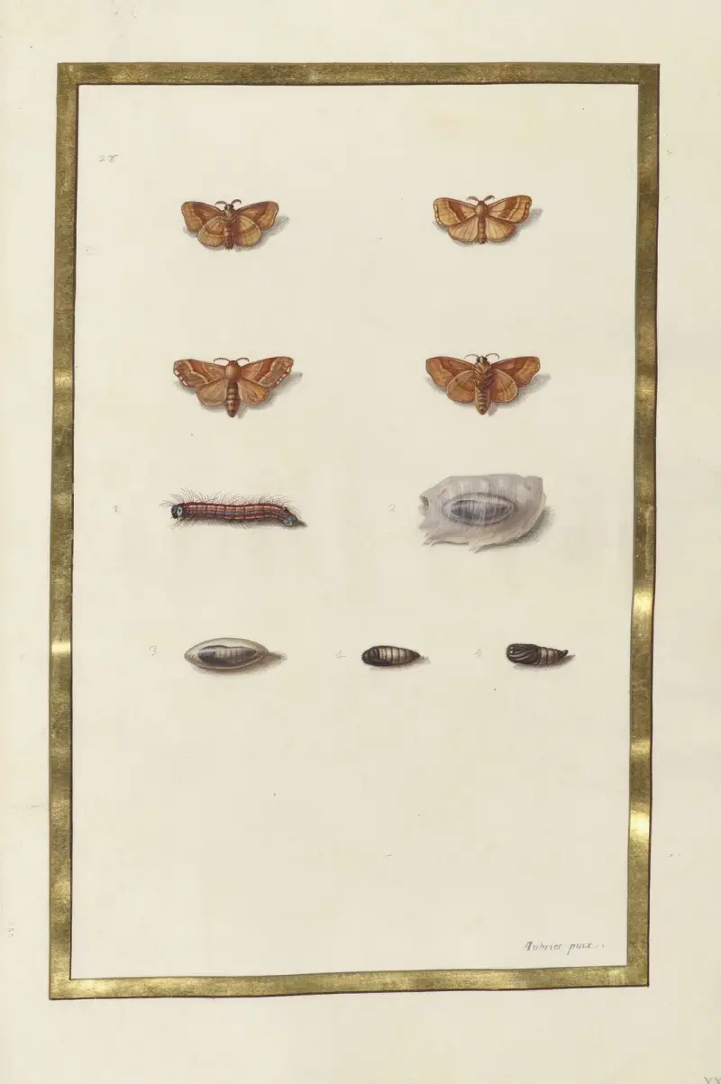 Fjärilar, växter och djur, målade av Aubriet, plansch 50 av Claude Aubriet