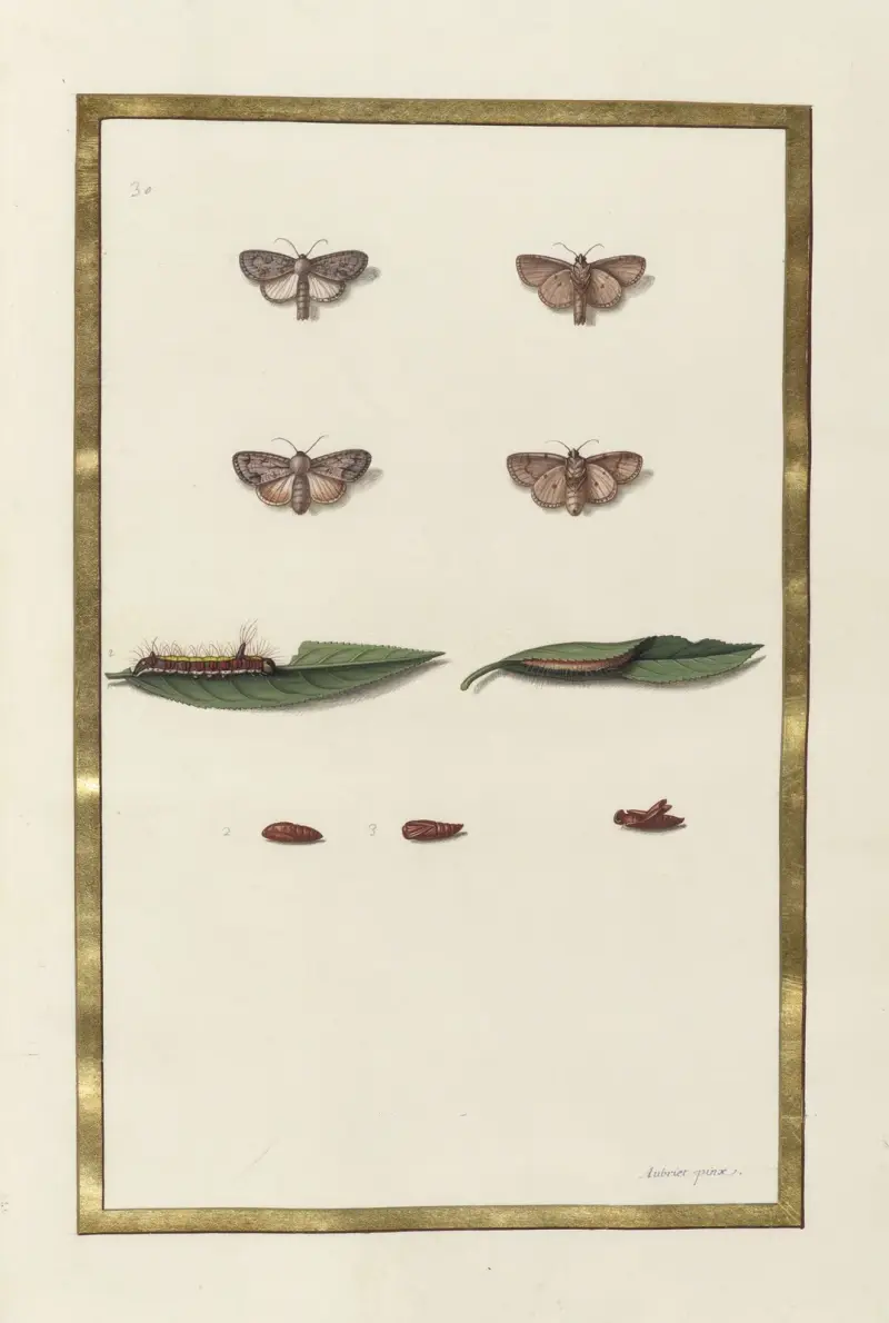 Fjärilar, växter, blommor och djur, målade av Aubriet, plansch 51 av Claude Aubriet