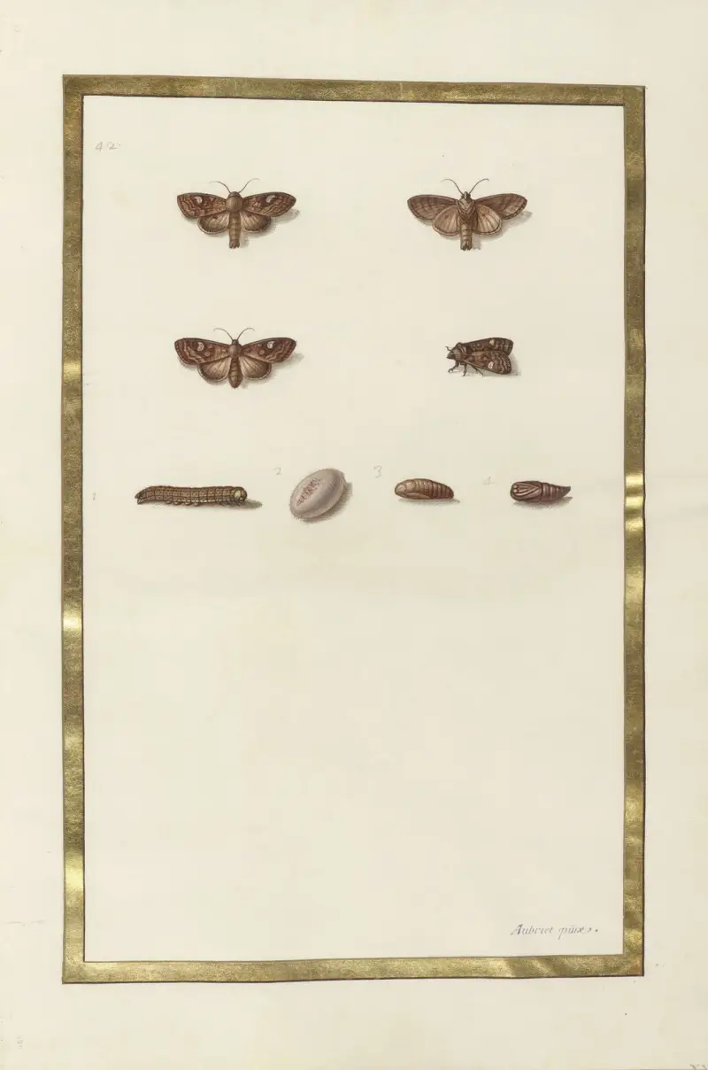 Papillons, plantes fleurs et animaux, peints par Aubriet Pl.52 av Claude Aubriet