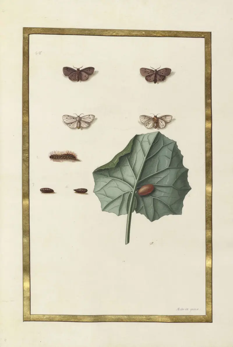 Fjärilar, växter, blommor och djur målade av Aubriet, pl. 53 av Claude Aubriet