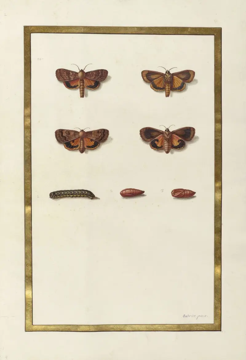 Fjärilar, växter och djur målade av Aubriet, pl. 54 av Claude Aubriet