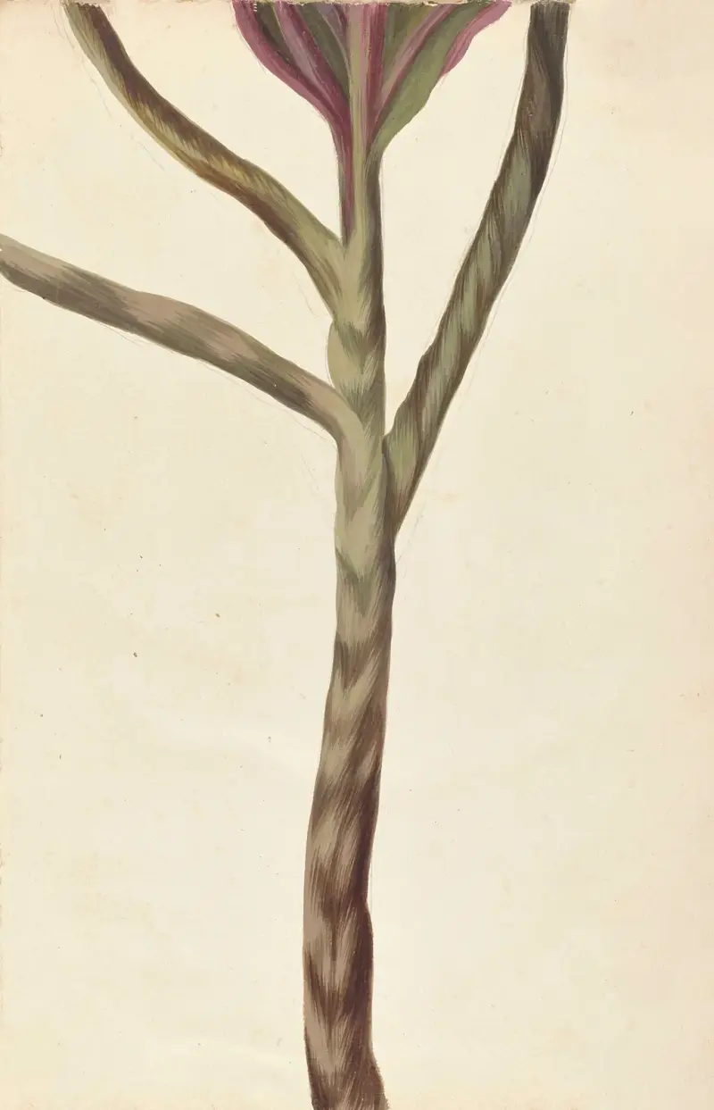 Plantes etrang par Aubriet Pl.001 av Claude Aubriet