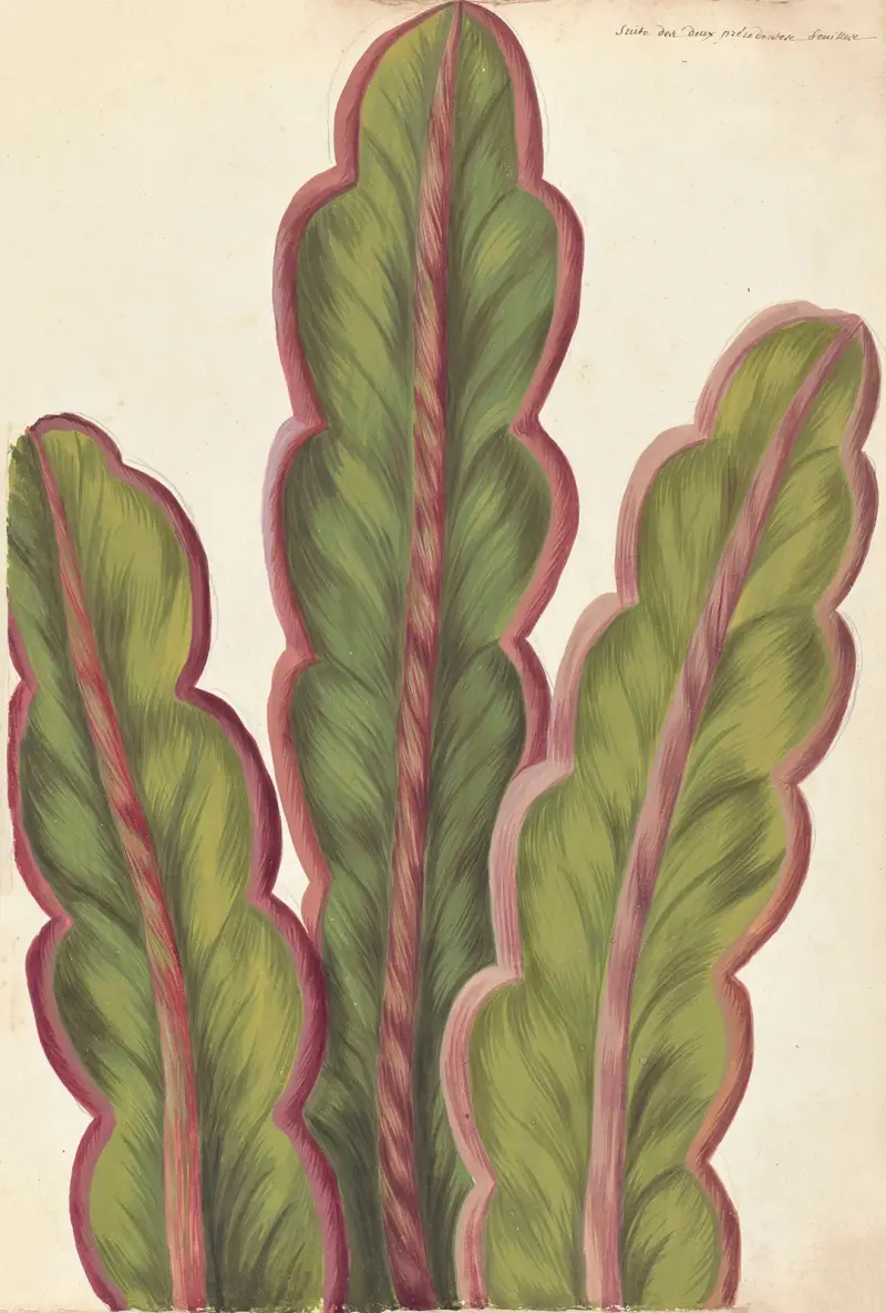 Plantes etrang par Aubriet Pl.003 av Claude Aubriet