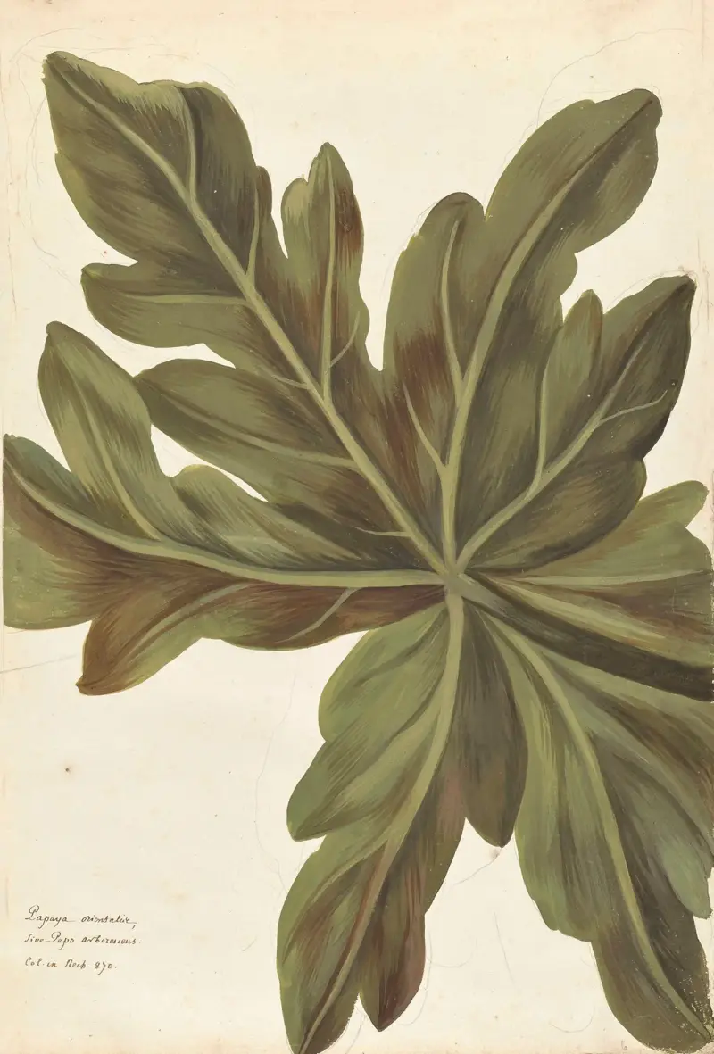 Plantes etrang par Aubriet Pl.006 av Claude Aubriet