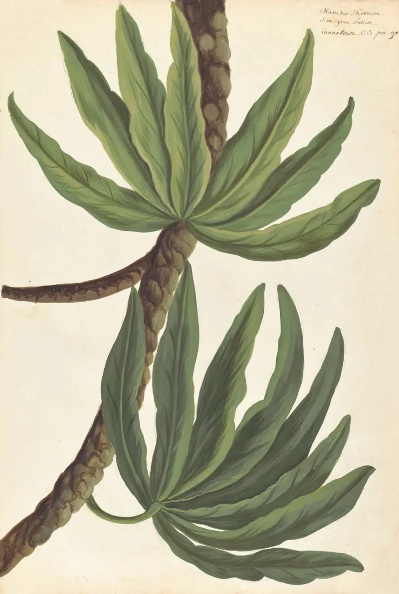 Plantes etrang par Aubriet Pl.009 av Claude Aubriet