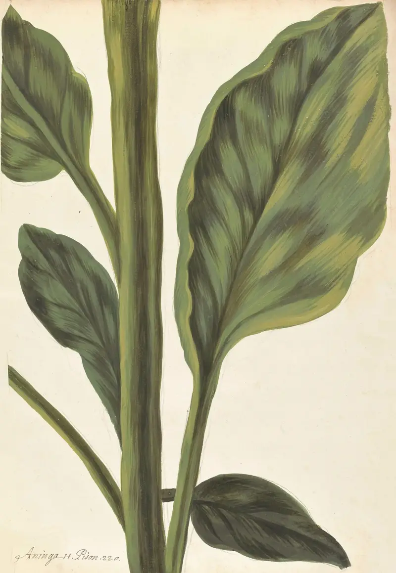 Främmande växter (Plantes étrangères), plansch 011 av Claude Aubriet