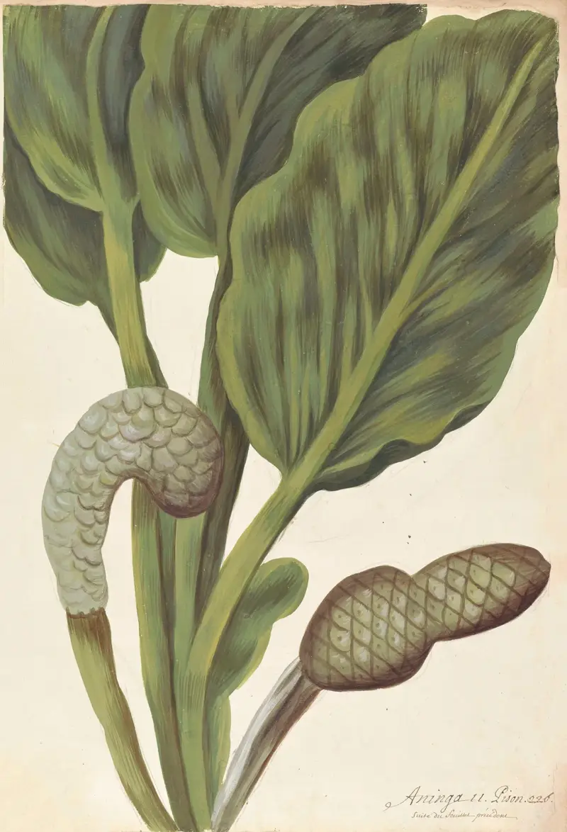 Plantes etrang par Aubriet Pl.012 av Claude Aubriet