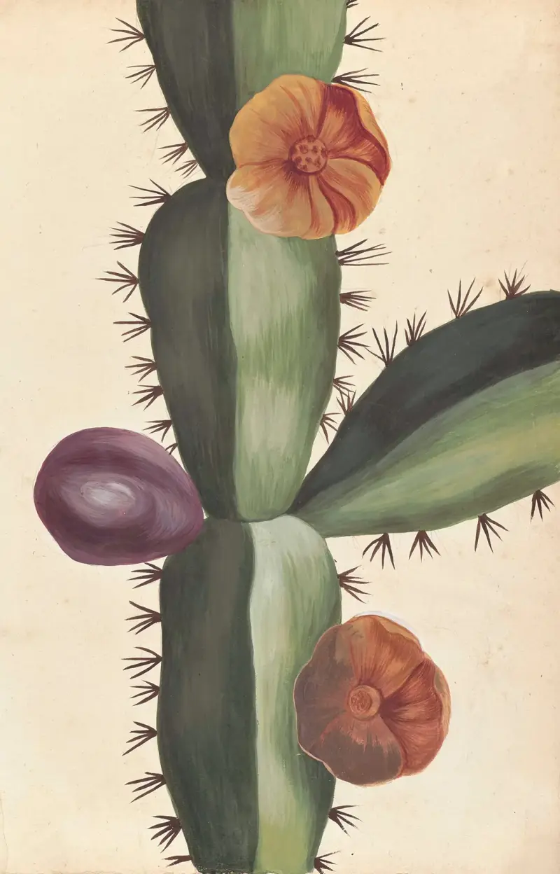 Främmande växter par Aubriet pl. 018 av Claude Aubriet