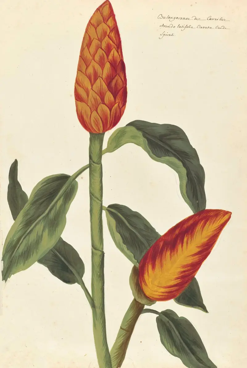 Plantes etrang par Aubriet Pl.020 av Claude Aubriet