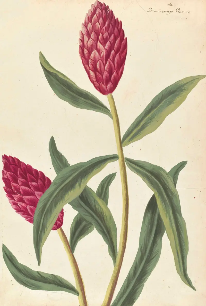 Främmande växter par Aubriet pl. 021 av Claude Aubriet