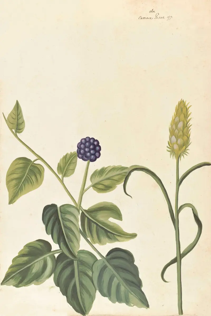 Plantes etrang par Aubriet Pl.023 av Claude Aubriet