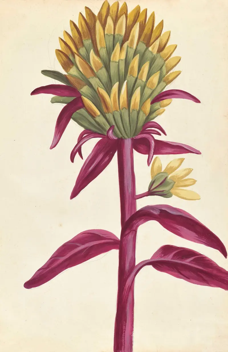 Plantes etrang par Aubriet Pl.025 av Claude Aubriet