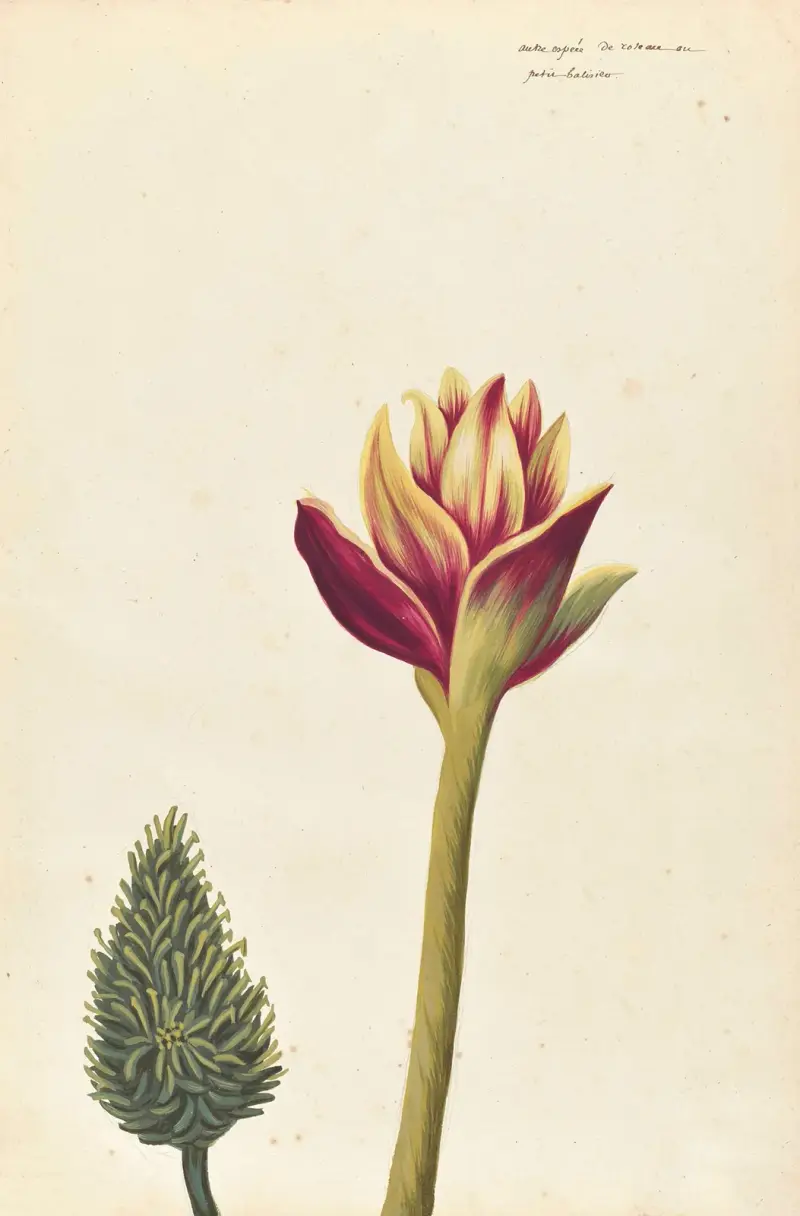 Plantes etrang par Aubriet Pl.032 av Claude Aubriet