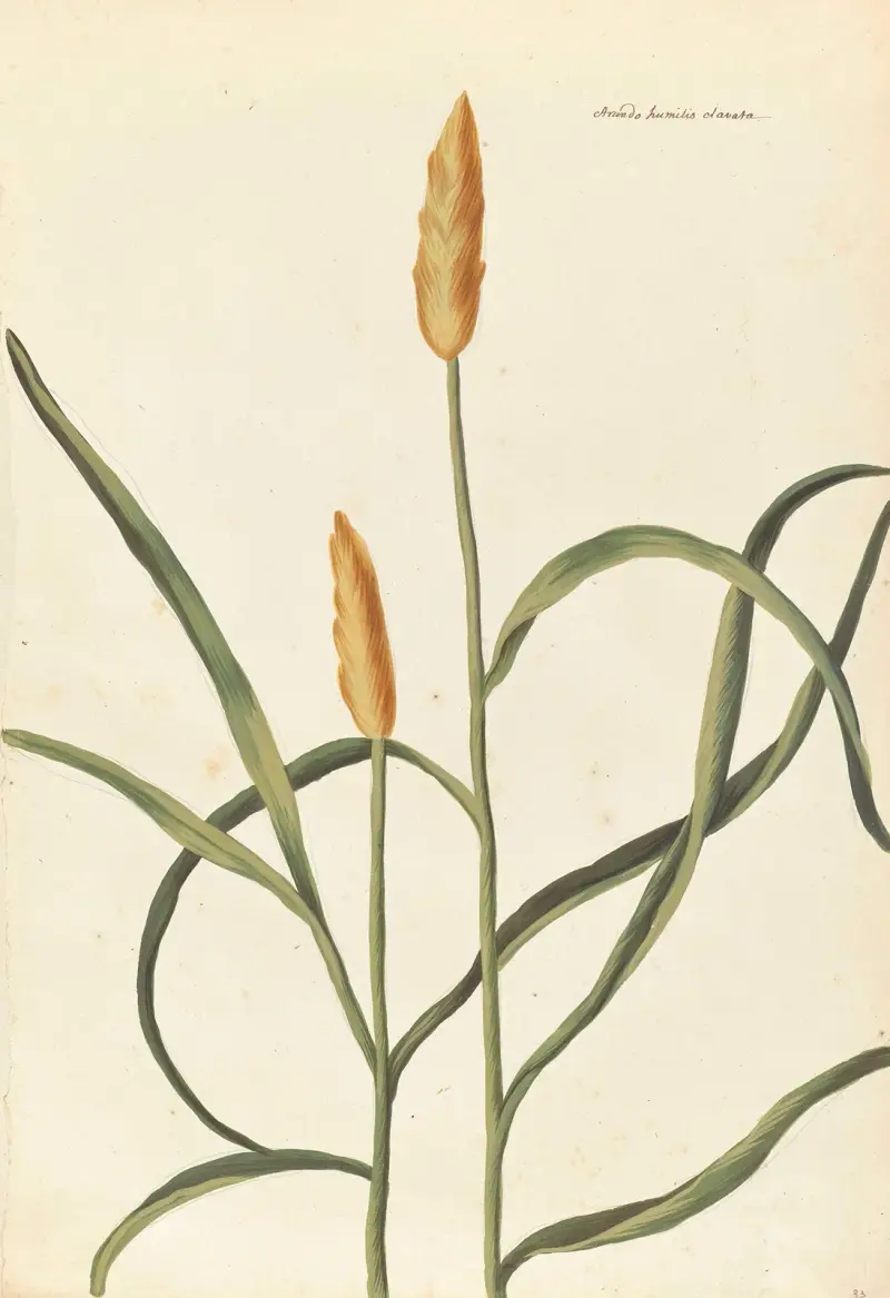 Plantes etrang par Aubriet Pl.033 av Claude Aubriet