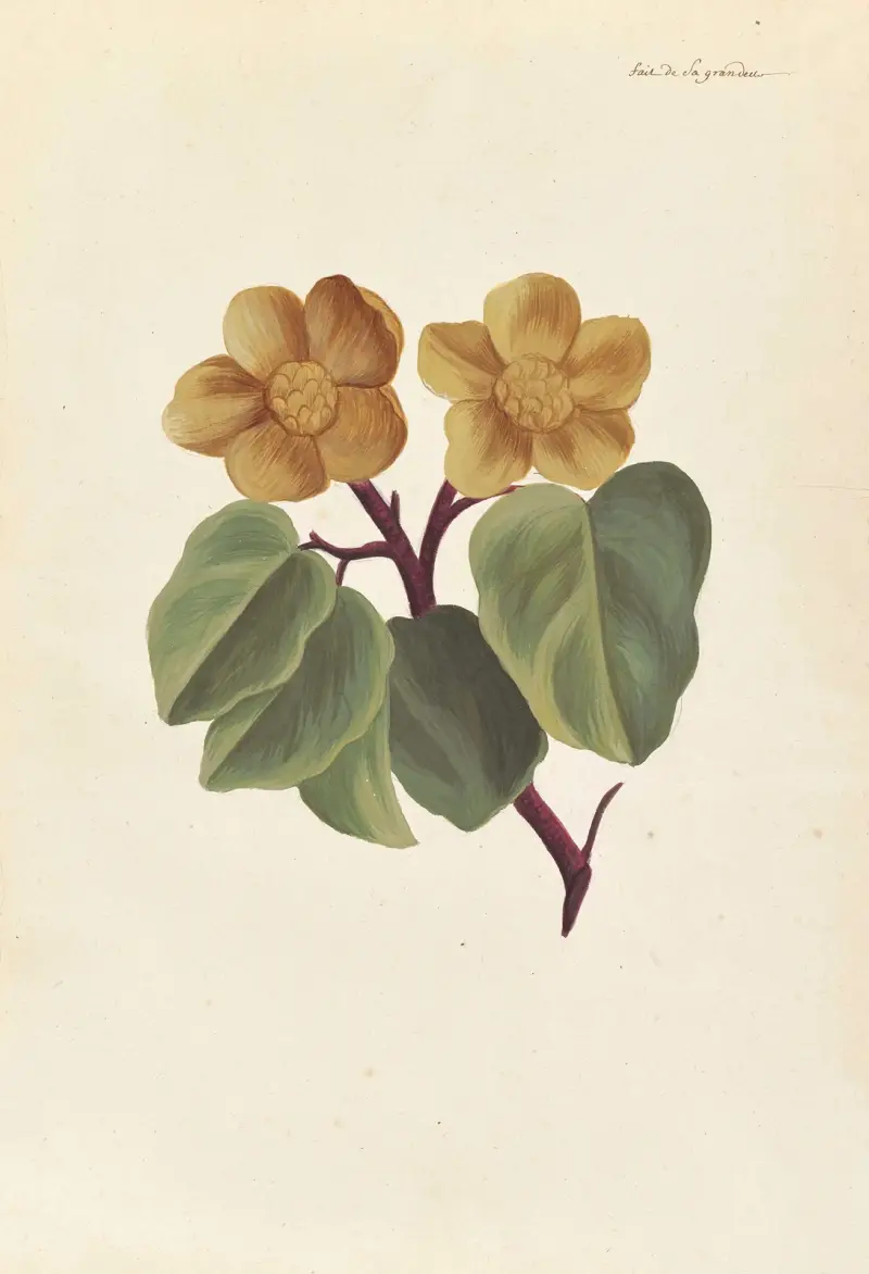 Främmande växt (Plantes étrangères), plansch 035 av Claude Aubriet