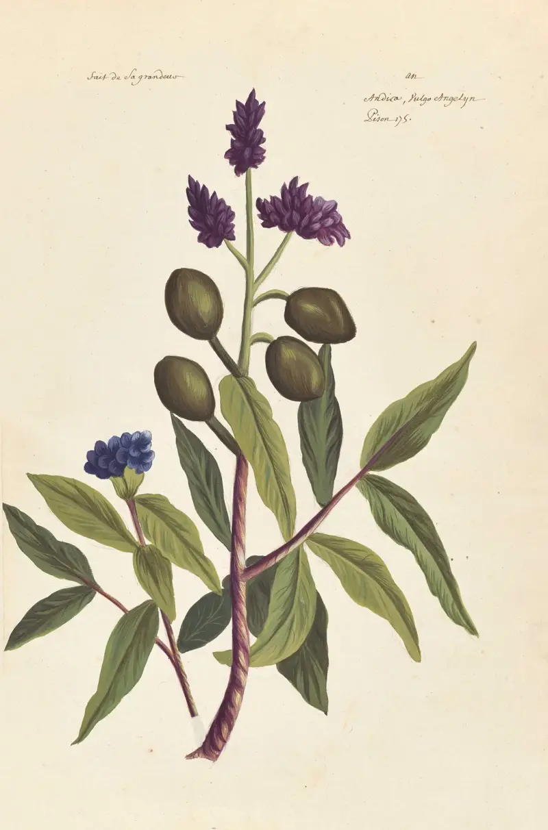 Plantes etrang par Aubriet Pl.036 av Claude Aubriet