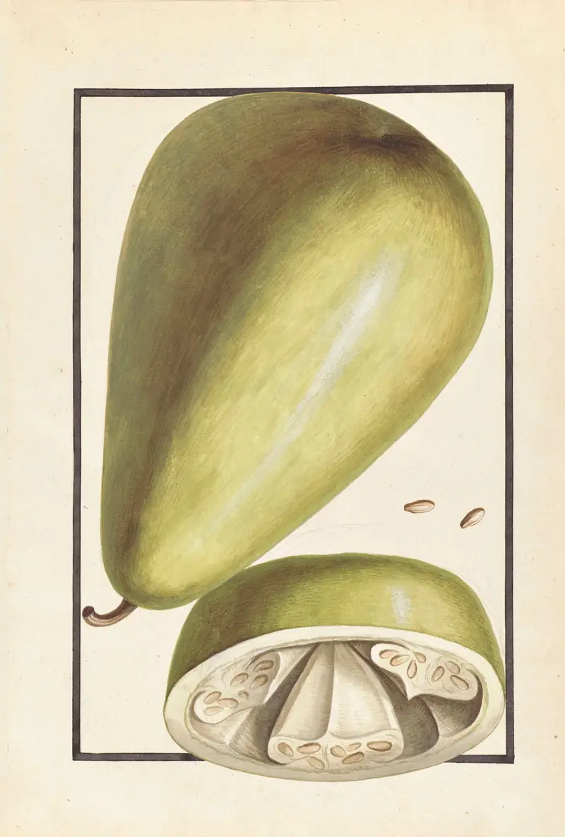 Plantes etrang par Aubriet Pl.037 av Claude Aubriet