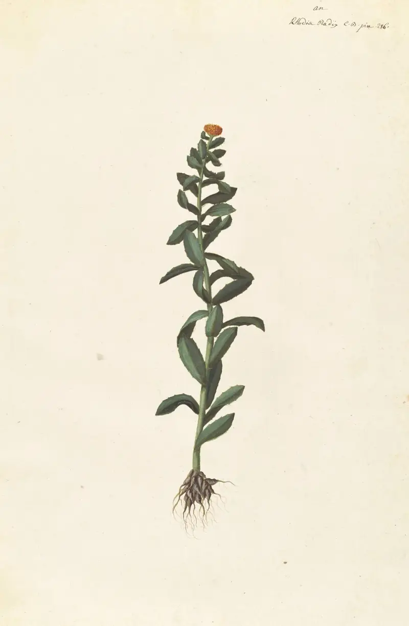 Främmande växter (Plantes etrang), plansch 038 av Claude Aubriet