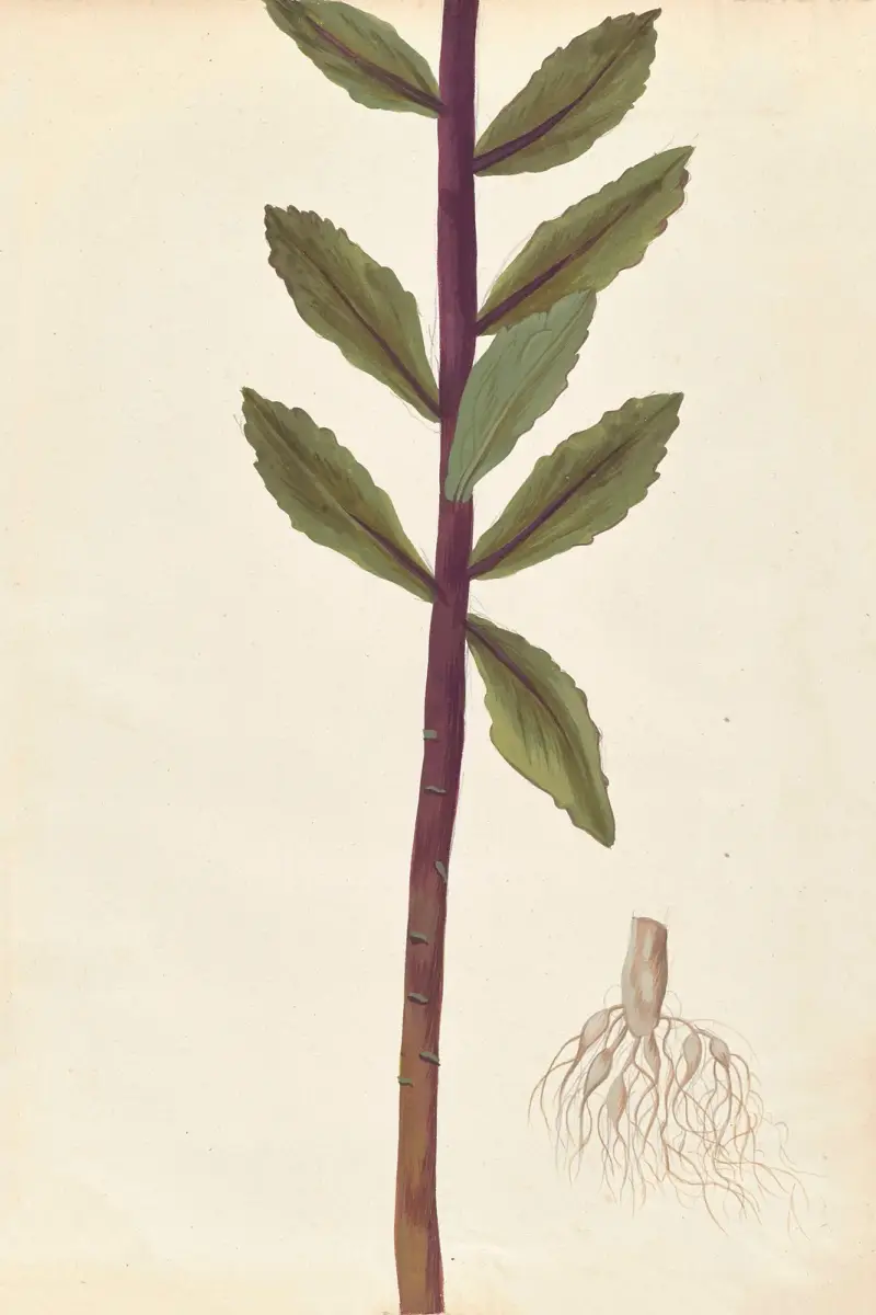 Plantes etrang par Aubriet Pl.040 av Claude Aubriet