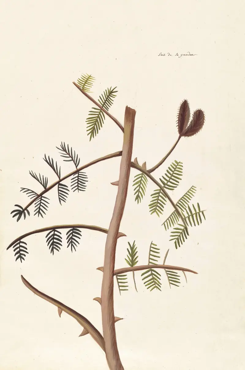 Plantes etrang par Aubriet Pl.045 av Claude Aubriet